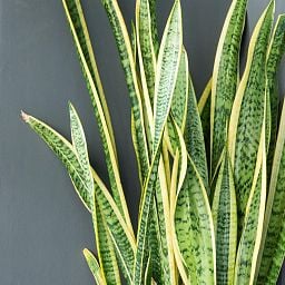 Sansevieria Lime in LECHUZA QUADRO LS Self-watering Planter, Total Height 40 cm