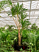 Dracaena gymea (360-420)