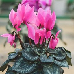 Blooming Cyclamen in LECHUZA CLASSICO LS Self-watering Planter, Total Height 40 cm