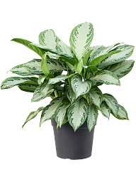 Vibrant Chinese Evergreen Aglaonema 'Silver Bay' Indoor House Plants
