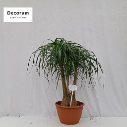 Beaucarnea