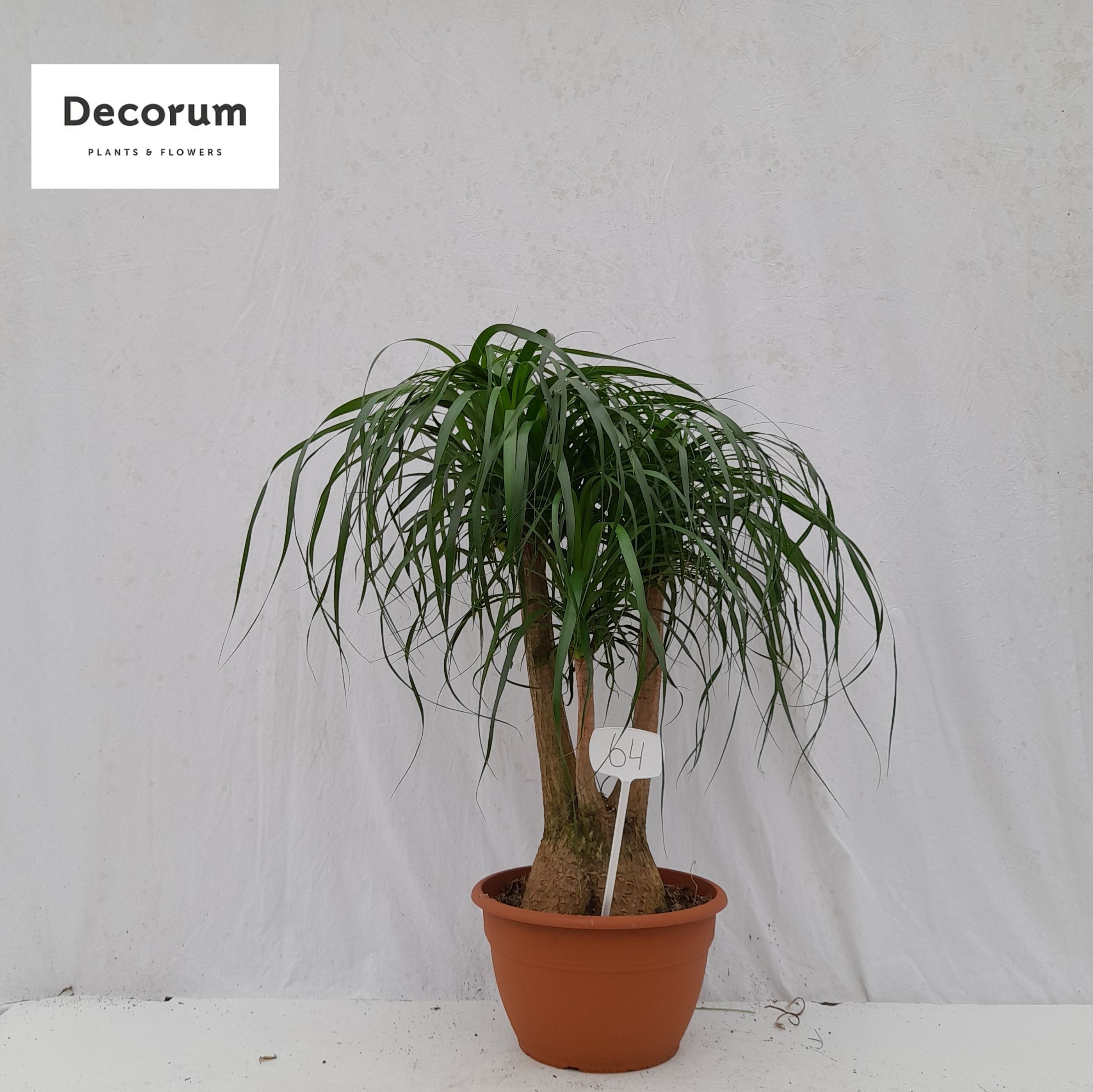 Beaucarnea