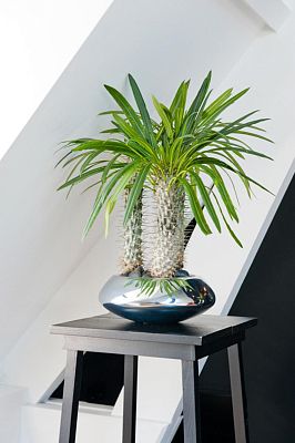Round Fiberstone Bowl Glossy Tara Planter by Idealist Premium