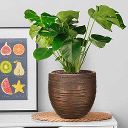 IDEALIST Lite Row Style Round Indoor Planter