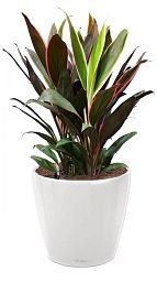 Cordyline in LECHUZA CLASSICO LS Self-watering Planter, Total Height 80 cm