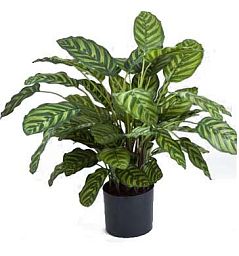 Calathea Artificial Flower Plant