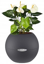 Blooming Anthurium Andraeanum in LECHUZA-PURO Self-watering Planter, Total Height 40 cm