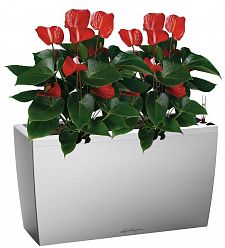 Blooming Anthurium Andraeanum Mix in LECHUZA CARARO Self-watering Planter, Total Height 80 cm