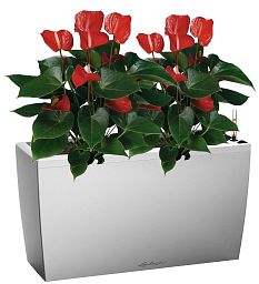 Blooming Anthurium Andraeanum Mix in LECHUZA CARARO Self-watering Planter, Total Height 80 cm