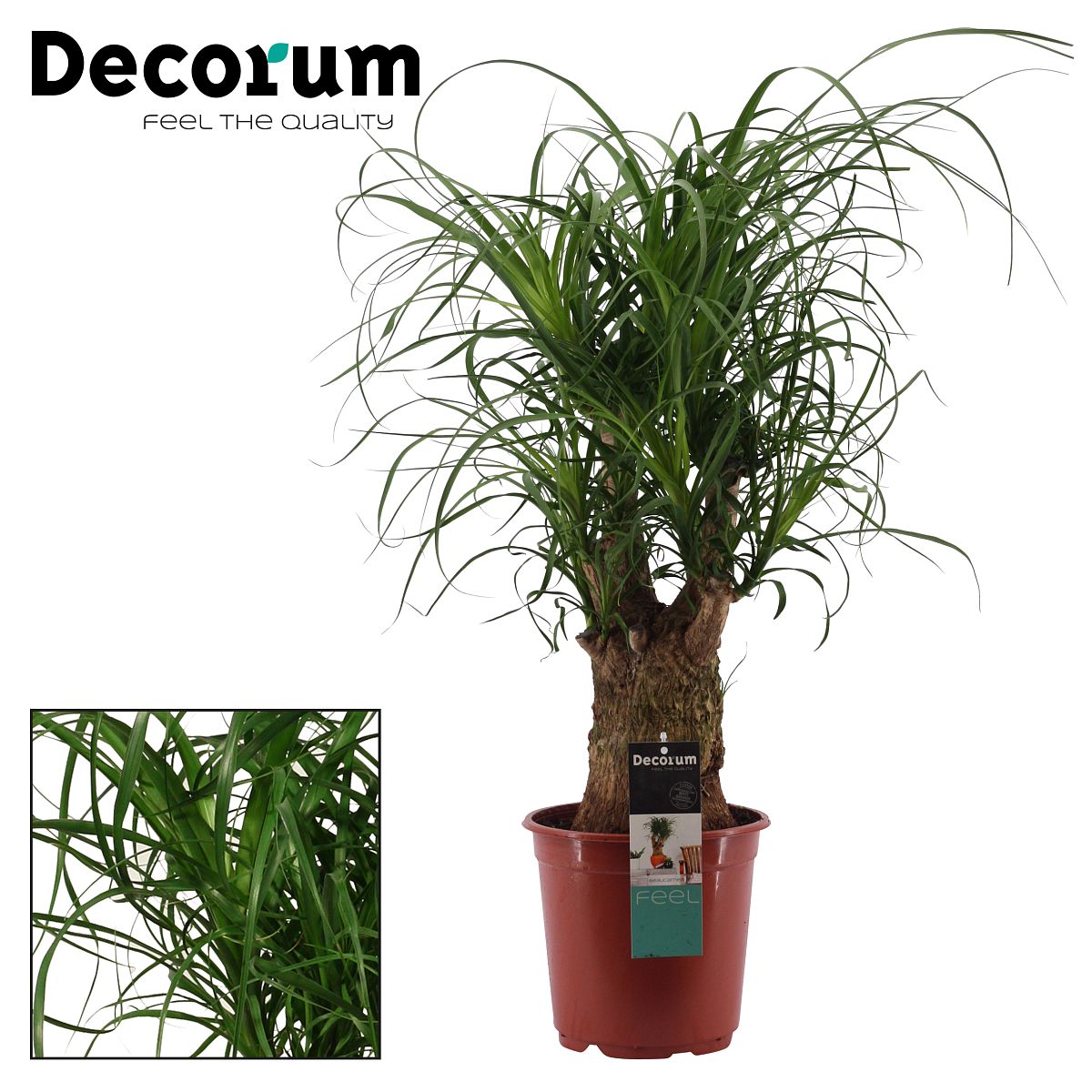 Beaucarnea