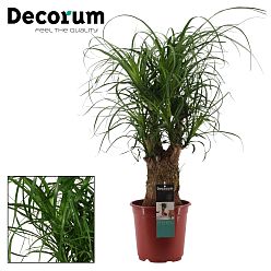 Beaucarnea