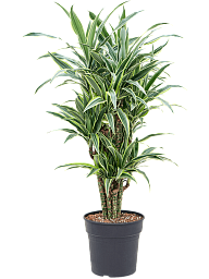 Easy-Care Corn Plant Dracaena fragrans 'Lemon Suprise' Indoor House Plants