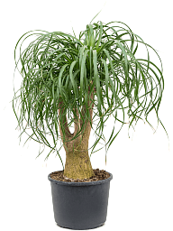 Tropical Ponytail Palm Beaucarnea recurvata Tall Indoor House Plants Trees