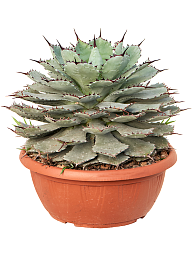 Easy-Care Agave guadalajarana Indoor House Plants