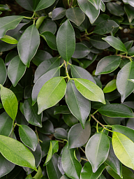 Lush Weeping Fig Ficus microcarpa ‘Nitida’ Tall Indoor House Plants Trees