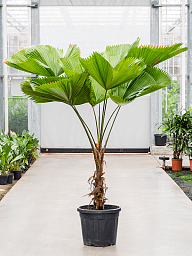 Lush Ruffled Fan Palm Licuala grandis Tall Indoor House Plants Trees