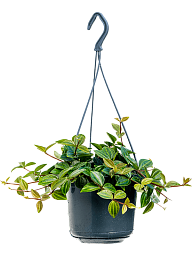 Easy-Care Dark Green Beetle Plant Peperomia angulata 'Rocca Scuro' Indoor House Plants