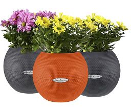 Blooming Chrysanthemums Set in 3 LECHUZA-PURO Self-watering Planters, Total Height 40 cm