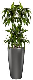 Dracaena Fragrans Janet Greig in LECHUZA RONDO Self-watering Planter, Total Height 150 cm