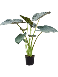 Lush Elephant Ear Alocasia 'Regal Shields' Indoor House Plants Lush Elephant Ear Alocasia 'Regal Shields' Indoor House Plants