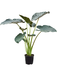 Lush Elephant Ear Alocasia 'Regal Shields' Indoor House Plants