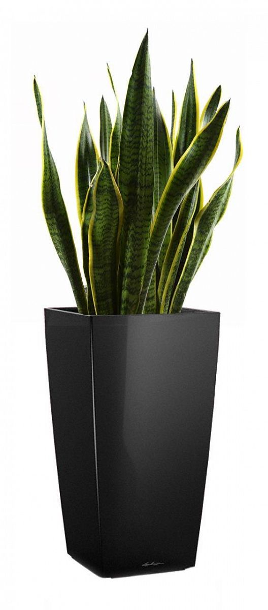 Sansevieria Laurentii in LECHUZA CUBICO Self-watering Planter, Total Height 80 cm