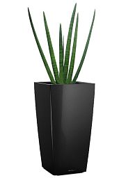 Sansevieria Micado in LECHUZA CUBICO Self-watering Planter, Total Height 60 cm