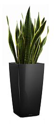 Sansevieria Laurentii in LECHUZA CUBICO Self-watering Planter, Total Height 80 cm