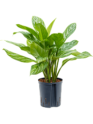 Shade-loving Chinese Evergreen Aglaonema 'Stripes' Indoor House Plants