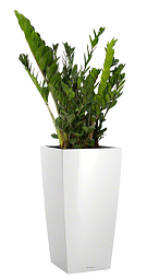 Zamioculcas Zamiifolia in LECHUZA CUBICO Self-watering Planter, Total Height 125 cm