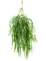 Lepismium asuntapatense
