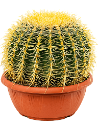 Photogenic Barrel Cactus Echinocactus grusonii Indoor House Plants
