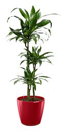 Dracaena Fragrans Janet Greig in LECHUZA CLASSICO LS Self-watering Planter, Total Height 130 cm