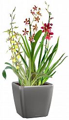 Blooming Orchids in LECHUZA QUADRO LS Self-watering Planter, Total Height 70 cm