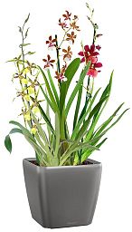 Blooming Orchids in LECHUZA QUADRO LS Self-watering Planter, Total Height 70 cm
