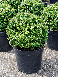 Cute Japanese Holly Ilex crenata 'Convexa'