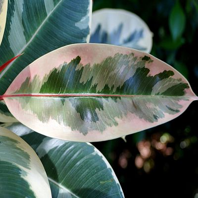 Lush Rubber Plant Ficus elastica 'Tineke' Indoor House Plants