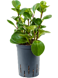 Colorful Baby Rubber Plant Peperomia obtusifolia 'Green Gold' Indoor House Plants