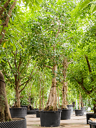 Lush Banyan Fig Ficus benghalensis (400-450) Tall Indoor House Plants Trees