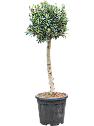 Showy Olive Olea europaea