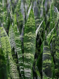 Easy-Care Snake Plant Sansevieria trifasciata 'Black Coral' Indoor House Plants