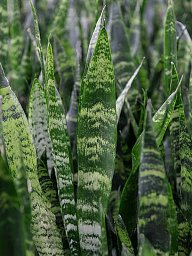 Easy-Care Snake Plant Sansevieria trifasciata 'Black Coral' Indoor House Plants