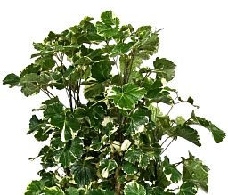 Polyscias Balfouriana in LECHUZA CLASSICO LS 43 Self-watering Planter, Total Height 160 cm