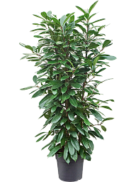 Lush African Fig Ficus cyathistipula Indoor House Plants