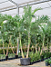 Lush Manila Palm Veitchia (Adonidia) merrillii (575-650) Indoor House Plants