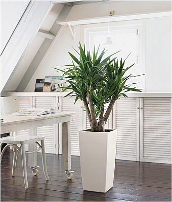 LECHUZA CUBICO Square Tall Poly Resin Self-watering Planter