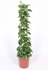 Shade-loving Grape Ivy Shade-loving Grape Ivy Cissus rotundifolia Indoor House Plants