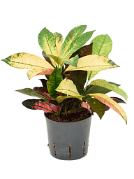 Colorful Croton (Codiaeum) variegatum 'Mrs. Iceton' Indoor House Plants