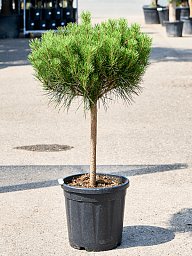 Showy Japanese Red Pine Pinus densiflora 'Alice Verkade' Outdoor Plants