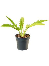 Philodendron 'Yellow Saw'
